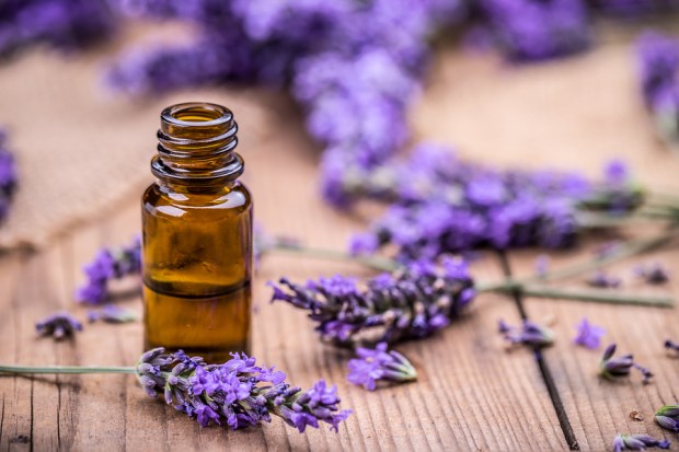 Herbal Oil And Lavender Flowers